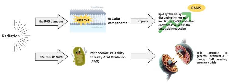 https://cdn.ncbi.nlm.nih.gov/pmc/blobs/bde5/11719003/90b6c7c27aa5/cancers-17-00054-g002.jpg