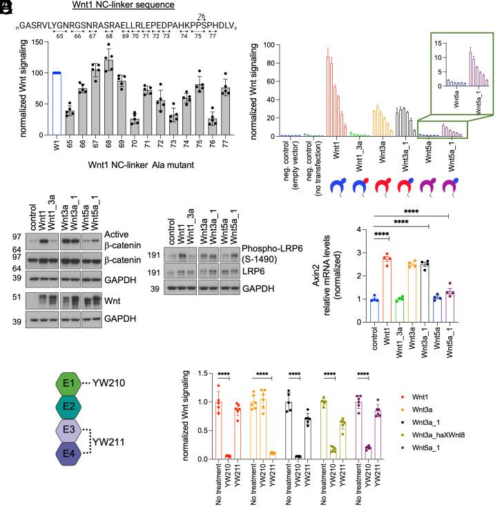 https://cdn.ncbi.nlm.nih.gov/pmc/blobs/bde7/10089208/afb19543c891/pnas.2218238120fig04.jpg
