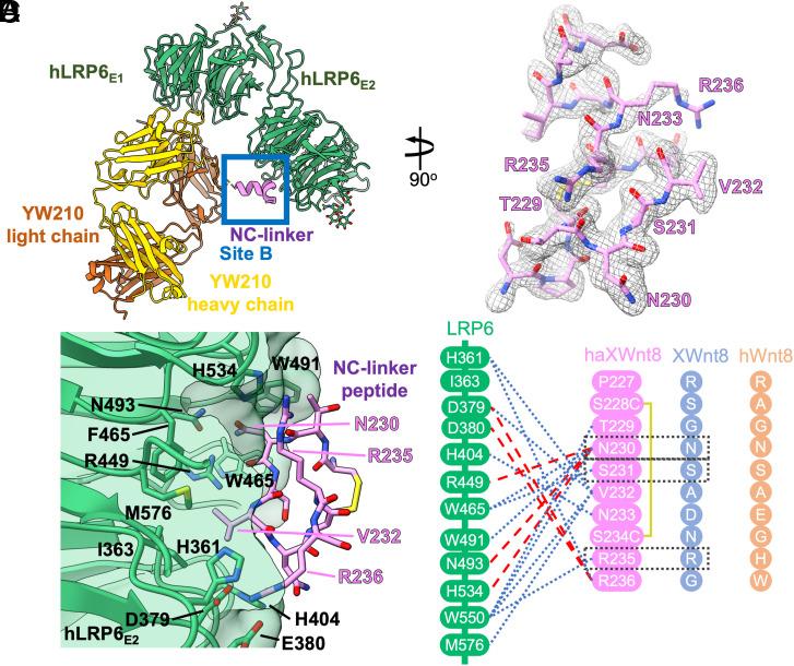 https://cdn.ncbi.nlm.nih.gov/pmc/blobs/bde7/10089208/f304d02250f4/pnas.2218238120fig03.jpg