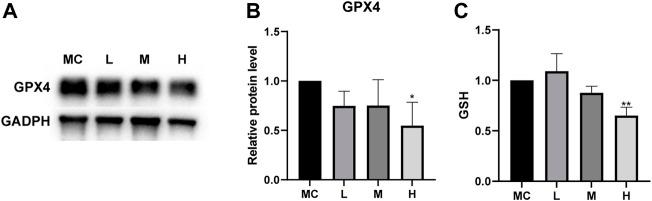 https://cdn.ncbi.nlm.nih.gov/pmc/blobs/bde8/9727497/636efa6dae7c/fphar-13-1066244-g009.jpg