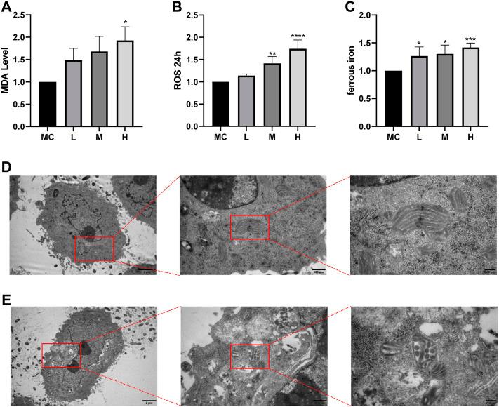 https://cdn.ncbi.nlm.nih.gov/pmc/blobs/bde8/9727497/7a0353c2609f/fphar-13-1066244-g008.jpg
