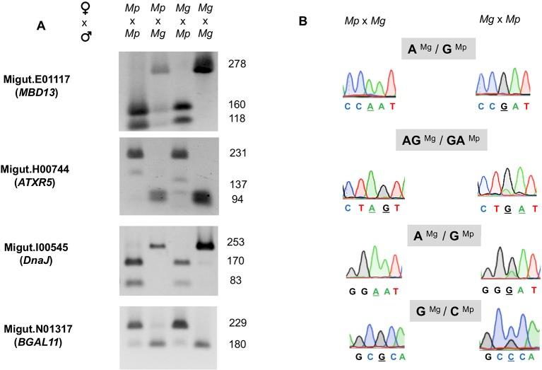 https://cdn.ncbi.nlm.nih.gov/pmc/blobs/bded/7052496/f60a93f75529/fpls-11-00132-g006.jpg
