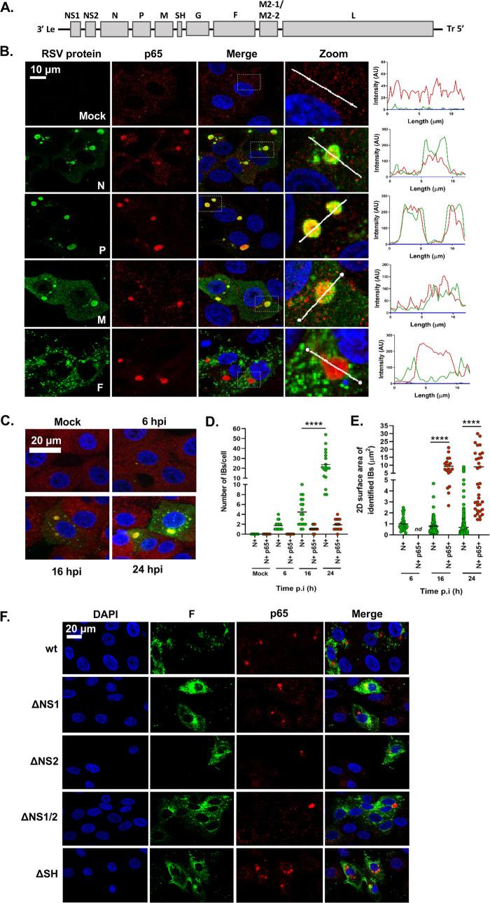 https://cdn.ncbi.nlm.nih.gov/pmc/blobs/bdef/7592213/2d7e4f14ce4b/JVI.01380-20-f0003.jpg