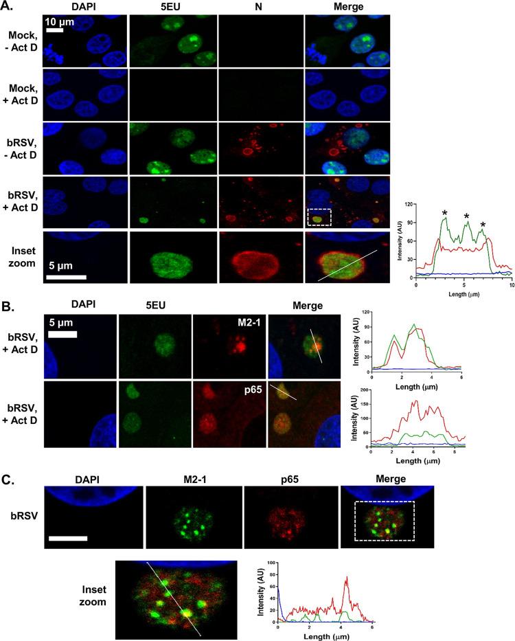 https://cdn.ncbi.nlm.nih.gov/pmc/blobs/bdef/7592213/88701f7e19fa/JVI.01380-20-f0004.jpg