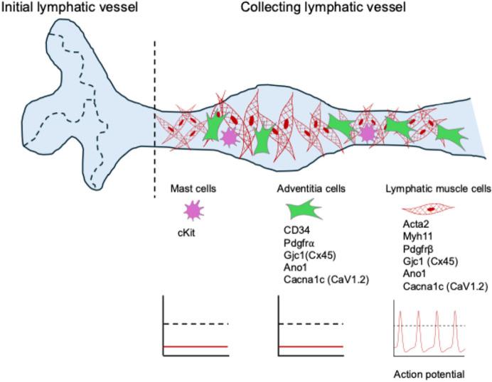 https://cdn.ncbi.nlm.nih.gov/pmc/blobs/bdf0/12283070/2770c3c9706b/elife-108102-fig1.jpg