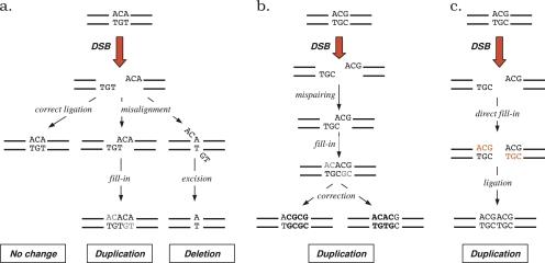 https://cdn.ncbi.nlm.nih.gov/pmc/blobs/bdf1/2997547/85f23fe8f29b/gbeevq023f05_3c.jpg