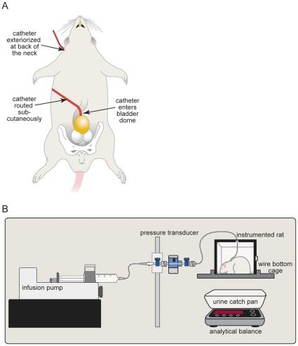 https://cdn.ncbi.nlm.nih.gov/pmc/blobs/bdf6/2924395/97a7aa2e4ce1/pone.0012298.g001.jpg