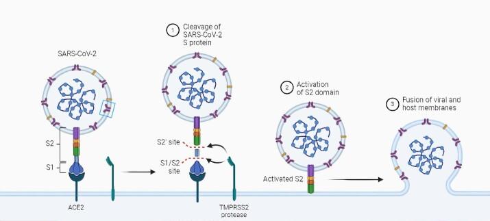 https://cdn.ncbi.nlm.nih.gov/pmc/blobs/bdf7/11650917/369c4c08b89f/yjbm_97_4_431_g01.jpg