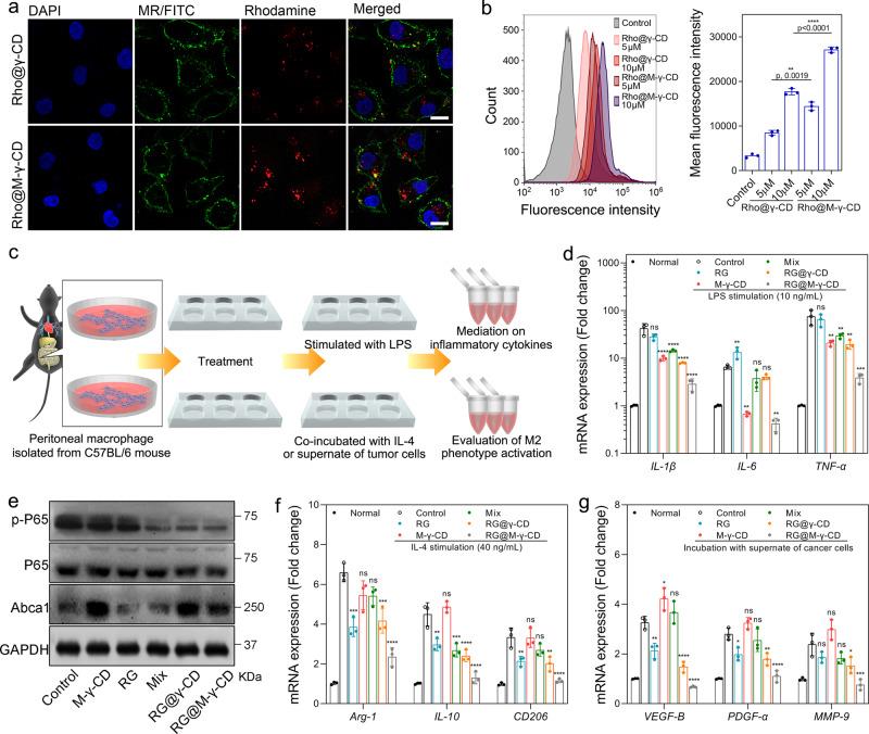 https://cdn.ncbi.nlm.nih.gov/pmc/blobs/bdfb/7858623/93b6071ab006/41467_2021_21071_Fig4_HTML.jpg