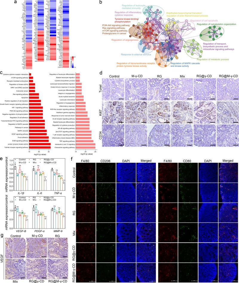 https://cdn.ncbi.nlm.nih.gov/pmc/blobs/bdfb/7858623/c7800c79ac27/41467_2021_21071_Fig6_HTML.jpg
