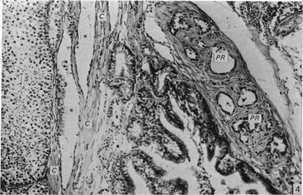 https://cdn.ncbi.nlm.nih.gov/pmc/blobs/bdfd/1233029/43f5a0f7e833/janat00239-0182-b.jpg