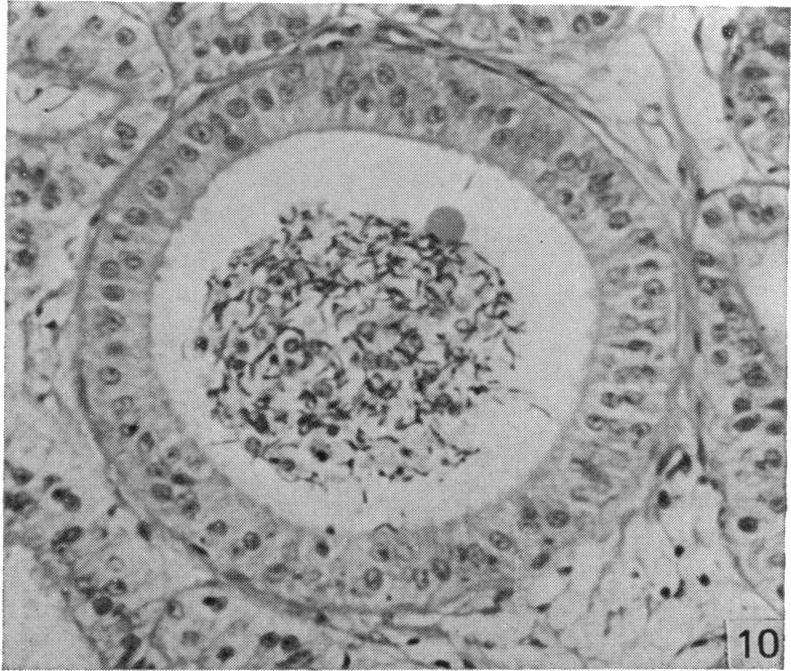 https://cdn.ncbi.nlm.nih.gov/pmc/blobs/bdfd/1233029/607ae1c7a8bd/janat00239-0186-a.jpg