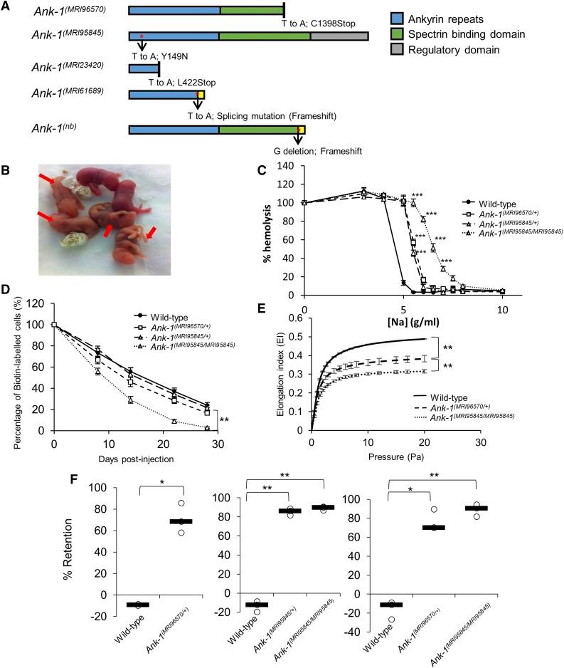 https://cdn.ncbi.nlm.nih.gov/pmc/blobs/bdfd/5592938/490c30d8bff3/3133f1.jpg