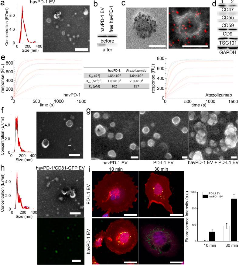 https://cdn.ncbi.nlm.nih.gov/pmc/blobs/bdfd/8586263/0f48cf8ef798/gr3.jpg