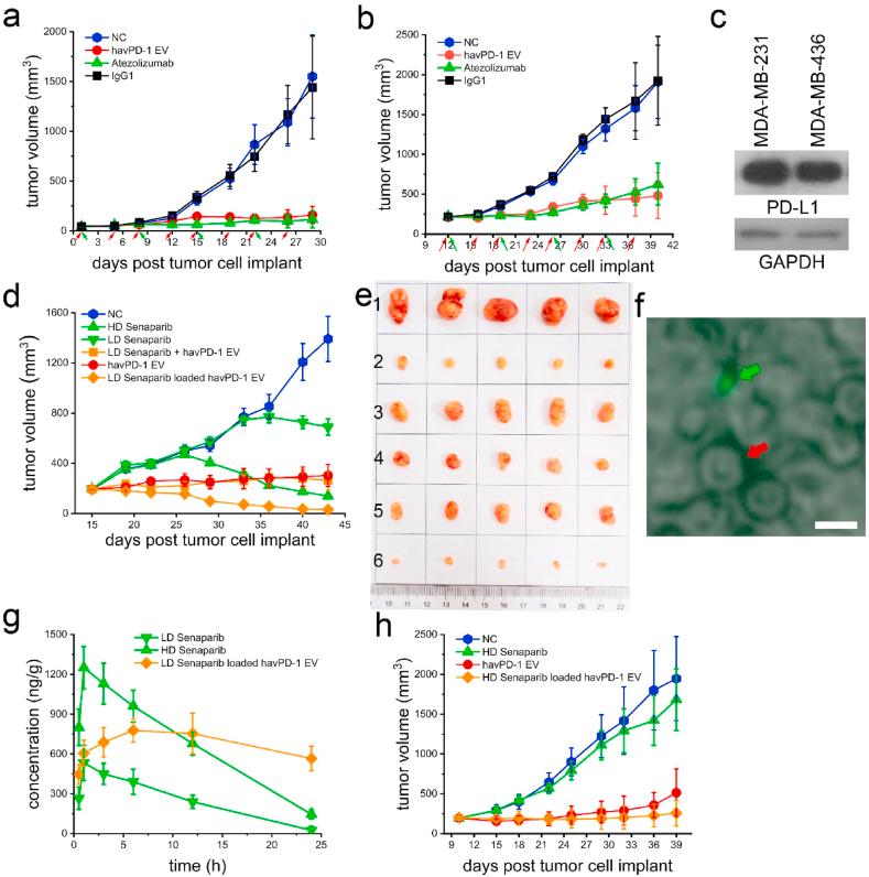 https://cdn.ncbi.nlm.nih.gov/pmc/blobs/bdfd/8586263/72bdae8ce30f/gr6.jpg