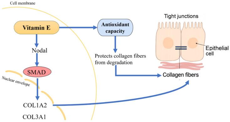 https://cdn.ncbi.nlm.nih.gov/pmc/blobs/be04/12383922/db5641635e8c/biology-14-01008-g006.jpg