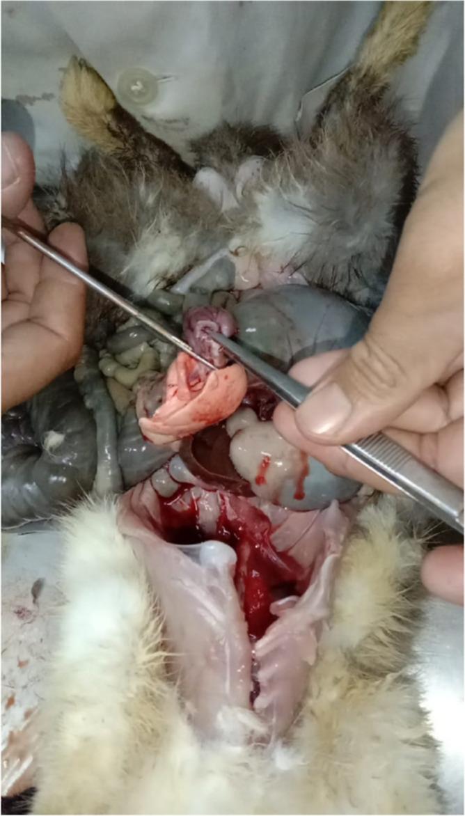 https://cdn.ncbi.nlm.nih.gov/pmc/blobs/be05/11223520/eb666e71f47c/ao4c03240_0008.jpg