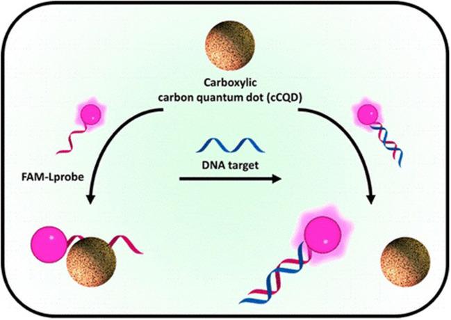 https://cdn.ncbi.nlm.nih.gov/pmc/blobs/be07/7793735/47dc212171e3/fmolb-07-616575-g0003.jpg