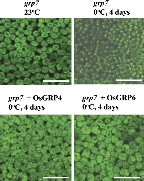 https://cdn.ncbi.nlm.nih.gov/pmc/blobs/be08/2877889/051de7ca4f59/jexboterq058f06_3c.jpg