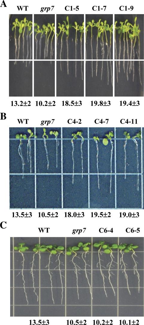 https://cdn.ncbi.nlm.nih.gov/pmc/blobs/be08/2877889/aa063ef9c14c/jexboterq058f04_3c.jpg