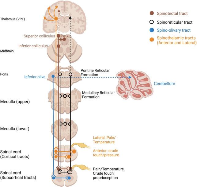 https://cdn.ncbi.nlm.nih.gov/pmc/blobs/be09/9720153/a1515beef1d6/fnins-16-1015749-g003.jpg
