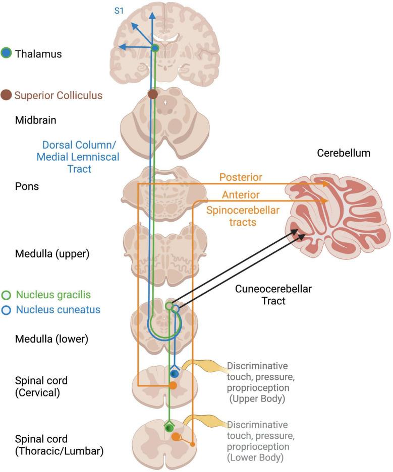 https://cdn.ncbi.nlm.nih.gov/pmc/blobs/be09/9720153/a157a25cccd4/fnins-16-1015749-g002.jpg