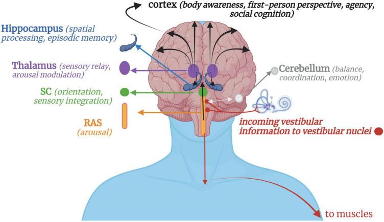 https://cdn.ncbi.nlm.nih.gov/pmc/blobs/be09/9720153/d9ba765731fe/fnins-16-1015749-g001.jpg