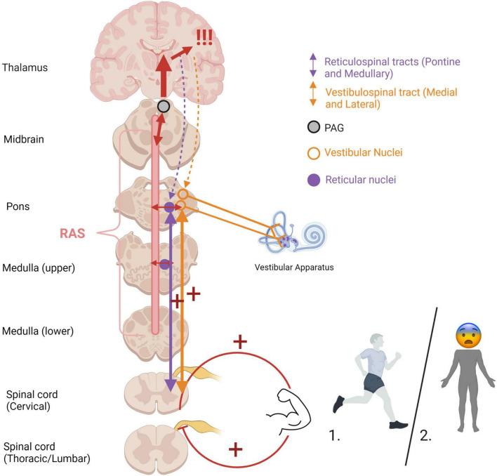 https://cdn.ncbi.nlm.nih.gov/pmc/blobs/be09/9720153/d9e331446989/fnins-16-1015749-g006.jpg