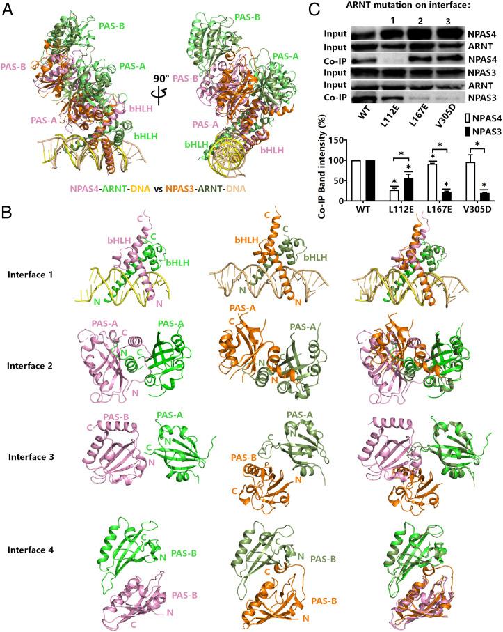 https://cdn.ncbi.nlm.nih.gov/pmc/blobs/be0f/9674253/d8e785d7724d/pnas.2208804119fig04.jpg