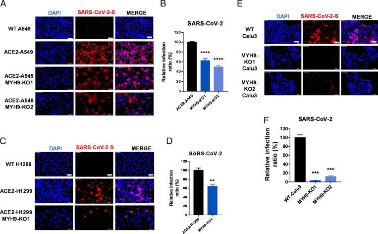 https://cdn.ncbi.nlm.nih.gov/pmc/blobs/be10/8685683/2ceca21918af/pnas.202111011fig05.jpg