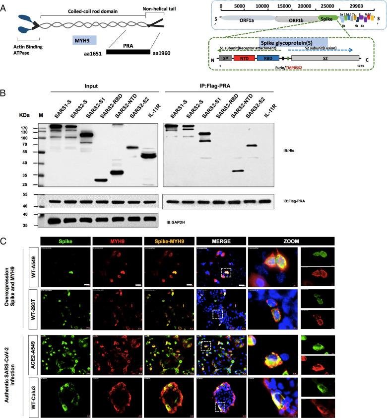 https://cdn.ncbi.nlm.nih.gov/pmc/blobs/be10/8685683/bf98ea6e5977/pnas.202111011fig02.jpg