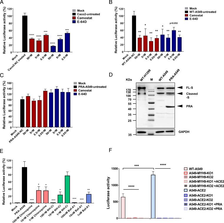 https://cdn.ncbi.nlm.nih.gov/pmc/blobs/be10/8685683/f2e185206b33/pnas.202111011fig04.jpg