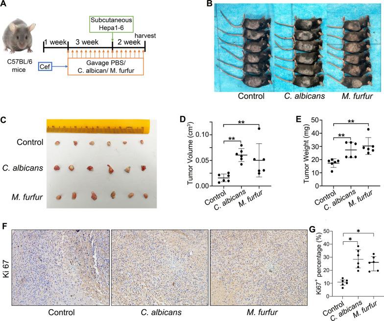 https://cdn.ncbi.nlm.nih.gov/pmc/blobs/be10/9933289/f28f2f32bc3c/12967_2023_3940_Fig7_HTML.jpg