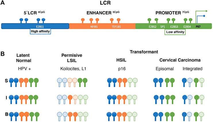 https://cdn.ncbi.nlm.nih.gov/pmc/blobs/be11/9237502/8a037f225b5f/fgene-13-886613-g003.jpg