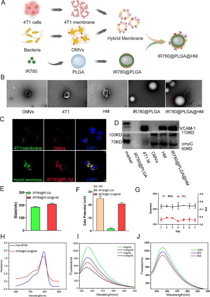 https://cdn.ncbi.nlm.nih.gov/pmc/blobs/be13/11165797/3a3d2d95d0b3/12951_2024_2619_Fig1_HTML.jpg