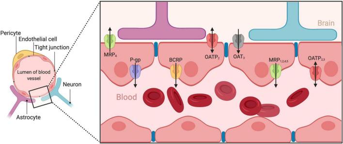 https://cdn.ncbi.nlm.nih.gov/pmc/blobs/be16/9169874/f45216e1d724/fnbeh-16-844916-g001.jpg