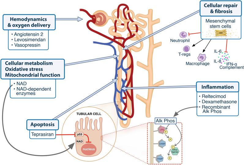 https://cdn.ncbi.nlm.nih.gov/pmc/blobs/be17/9705447/8e017c4dd551/134_2022_6859_Fig1_HTML.jpg