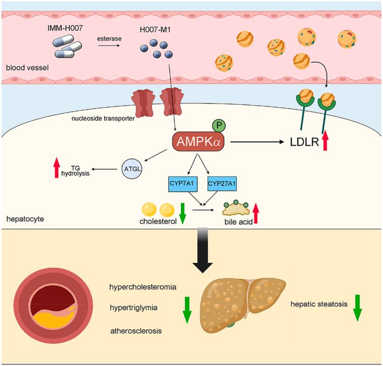 https://cdn.ncbi.nlm.nih.gov/pmc/blobs/be18/12399205/3cfc613136fa/ga1.jpg