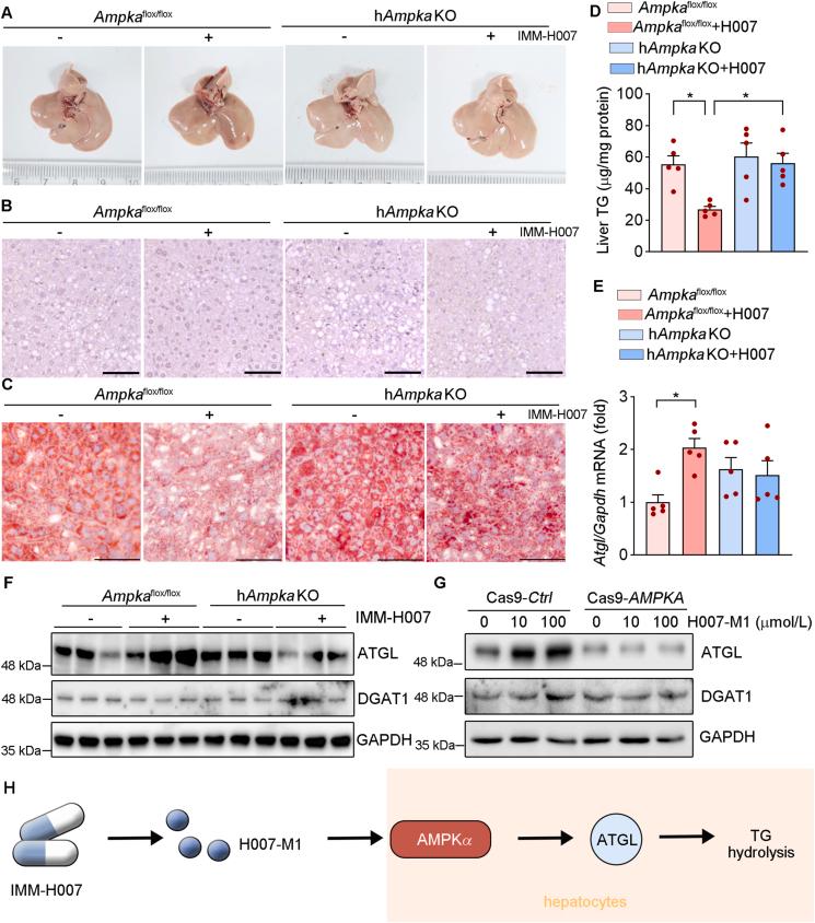 https://cdn.ncbi.nlm.nih.gov/pmc/blobs/be18/12399205/bbae0aa11203/gr7.jpg