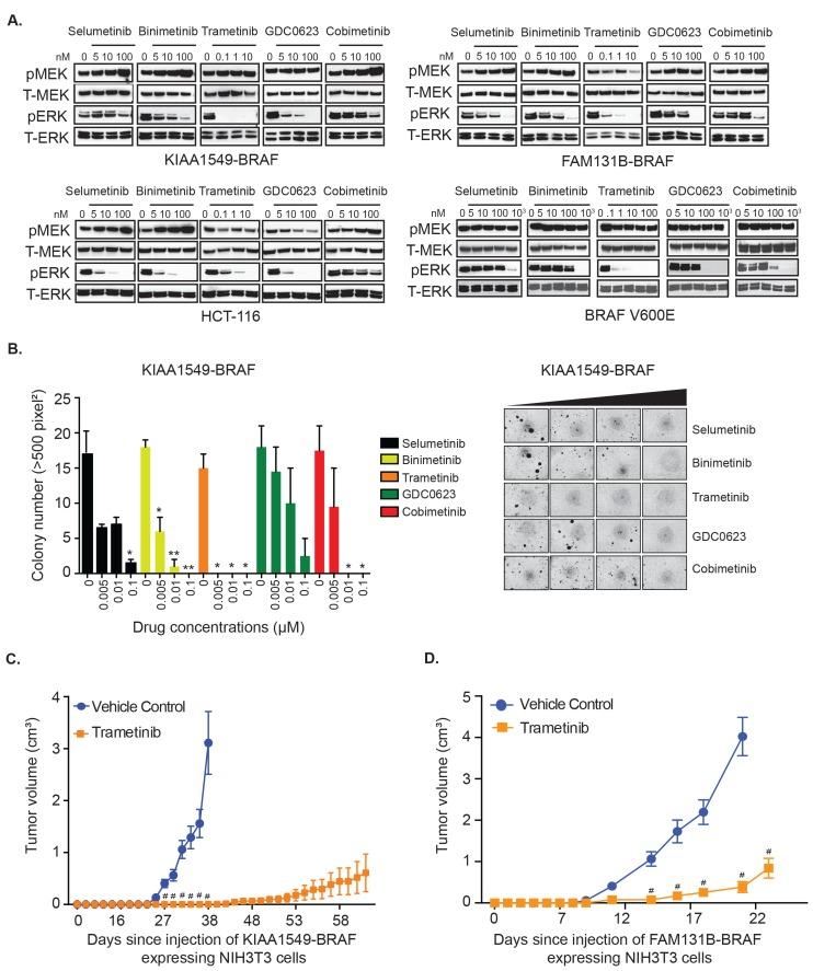 https://cdn.ncbi.nlm.nih.gov/pmc/blobs/be19/5689567/03cc3a7bb284/oncotarget-08-84697-g001.jpg