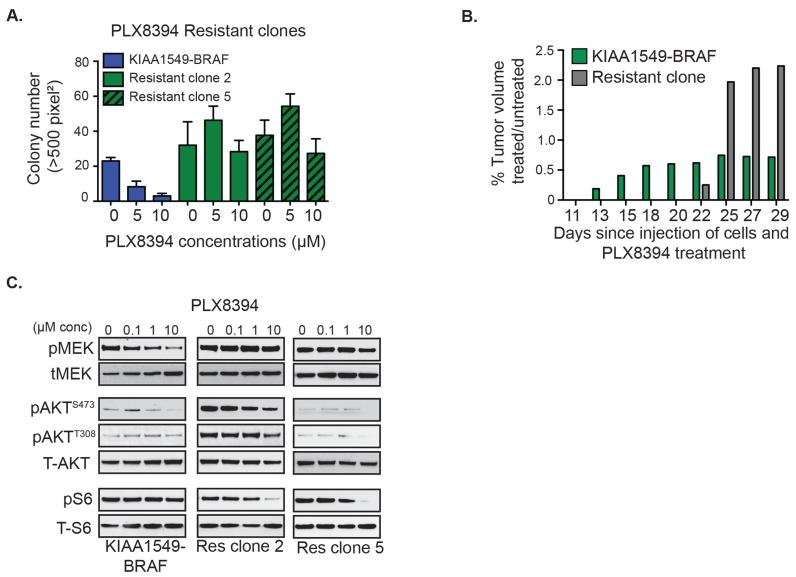 https://cdn.ncbi.nlm.nih.gov/pmc/blobs/be19/5689567/c0240d0eece2/oncotarget-08-84697-g004.jpg