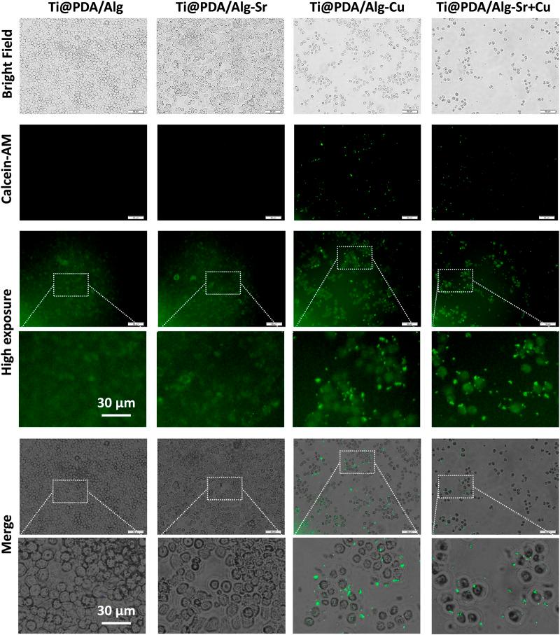 https://cdn.ncbi.nlm.nih.gov/pmc/blobs/be1b/10060813/f8be2253fe1c/fbioe-11-1142264-g006.jpg