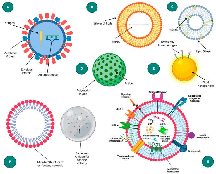 https://cdn.ncbi.nlm.nih.gov/pmc/blobs/be1b/11353004/4b1bb5e8554c/biomolecules-14-01036-g003.jpg