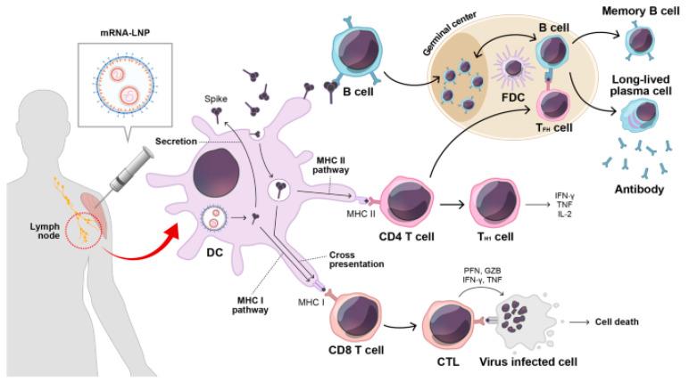 https://cdn.ncbi.nlm.nih.gov/pmc/blobs/be1b/11353004/77c0b0196635/biomolecules-14-01036-g001.jpg