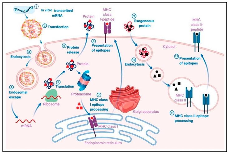 https://cdn.ncbi.nlm.nih.gov/pmc/blobs/be1b/11353004/9d3e2f51577b/biomolecules-14-01036-g004.jpg