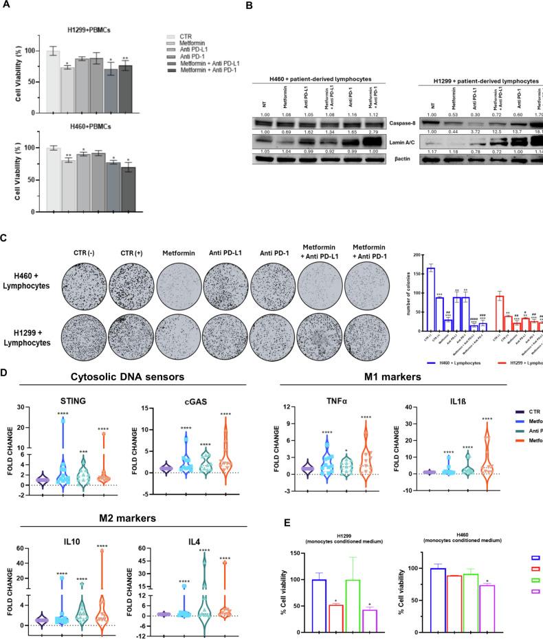 https://cdn.ncbi.nlm.nih.gov/pmc/blobs/be21/11993597/bff4151ab19c/41419_2025_7636_Fig4_HTML.jpg