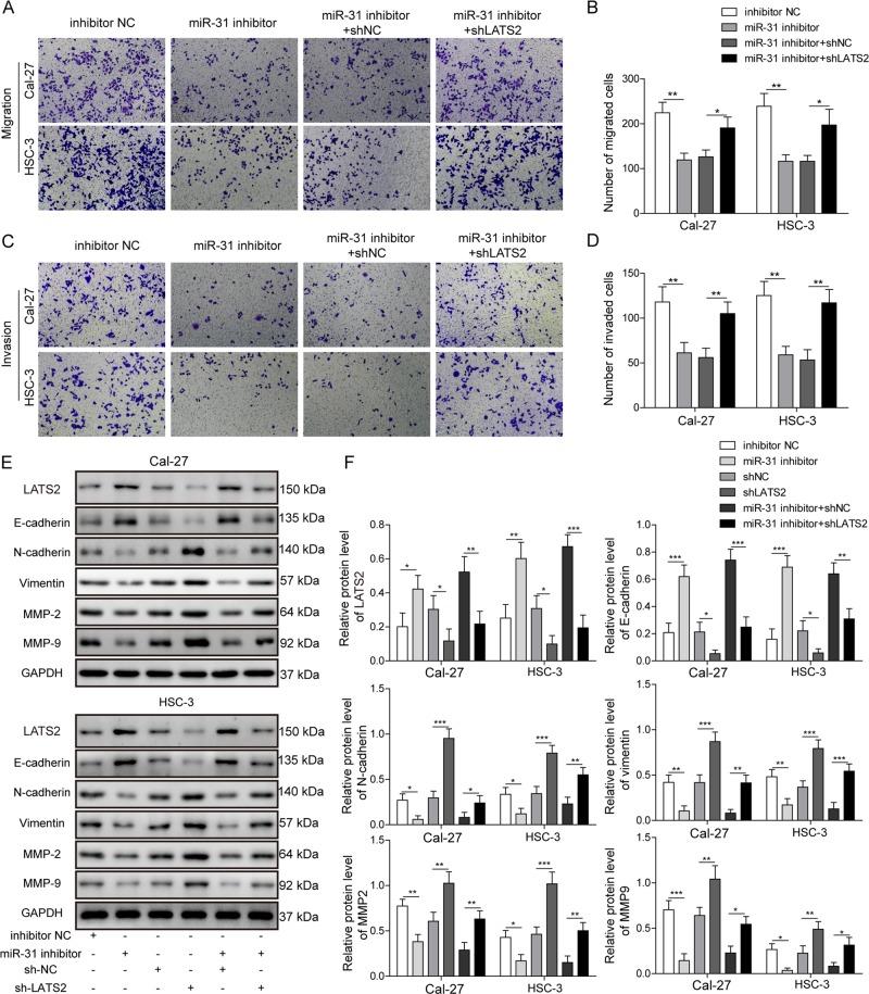 https://cdn.ncbi.nlm.nih.gov/pmc/blobs/be21/7010827/7a1d18ac2359/41419_2020_2273_Fig7_HTML.jpg