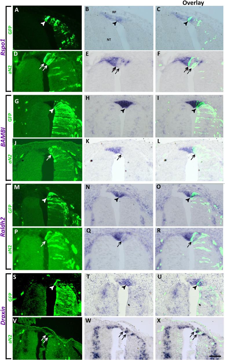 https://cdn.ncbi.nlm.nih.gov/pmc/blobs/be21/8063321/320ce47474f9/12915_2021_1014_Fig4_HTML.jpg