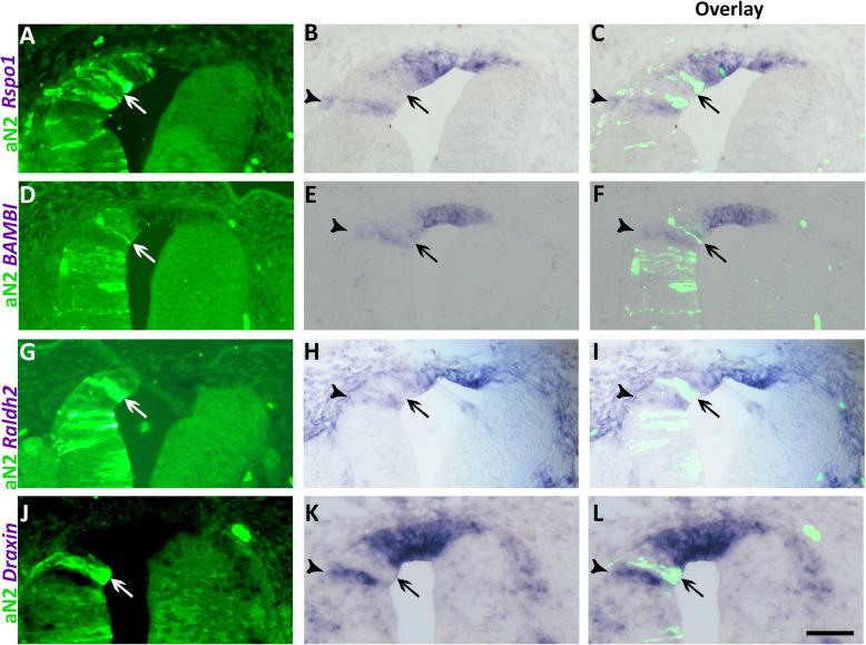 https://cdn.ncbi.nlm.nih.gov/pmc/blobs/be21/8063321/fb2108fd1aaf/12915_2021_1014_Fig5_HTML.jpg