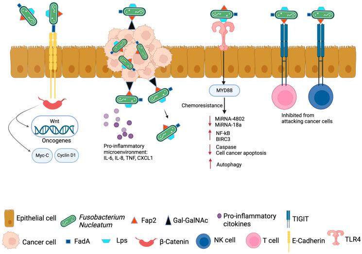 https://cdn.ncbi.nlm.nih.gov/pmc/blobs/be22/11768203/4f6f97efac23/pathogens-14-00002-g002.jpg